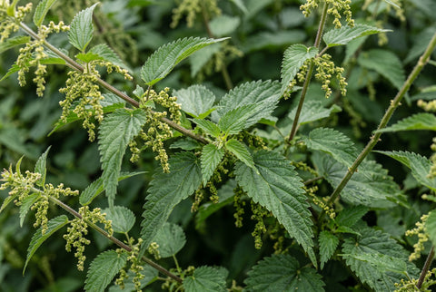 KOPRIVA - Urtica dioica