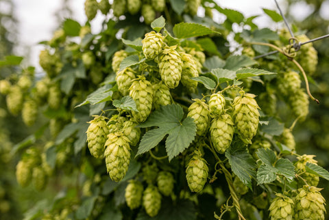 HMELJ -  Humulus lupulus