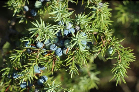 BRIN - Juniperus cummunis
